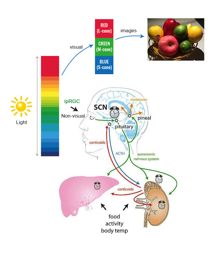 环亚币游国际(中国优质)股份有限公司